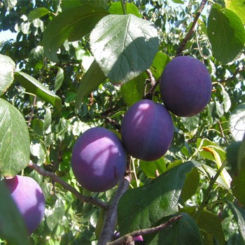 Prunus Domestica