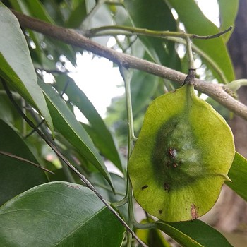 Pterocarpus Soyauxii (Heartwood)