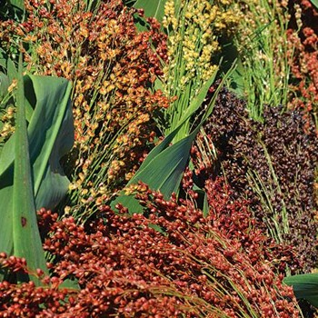 Sorghum (Broomcorn)