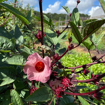 Hibiscus Sabdariffa