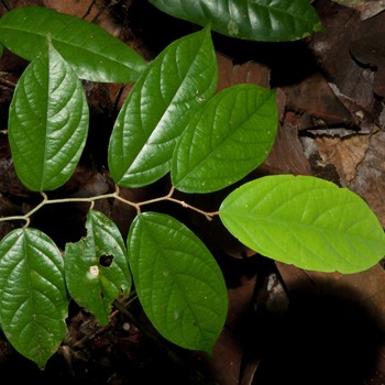 Afrostyrax Lepidophyllus