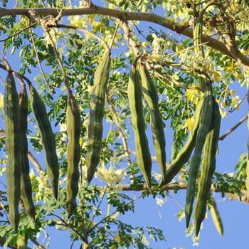 Moringa Oleifera