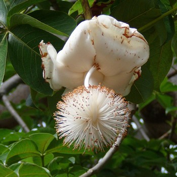 Adansonia Digitata