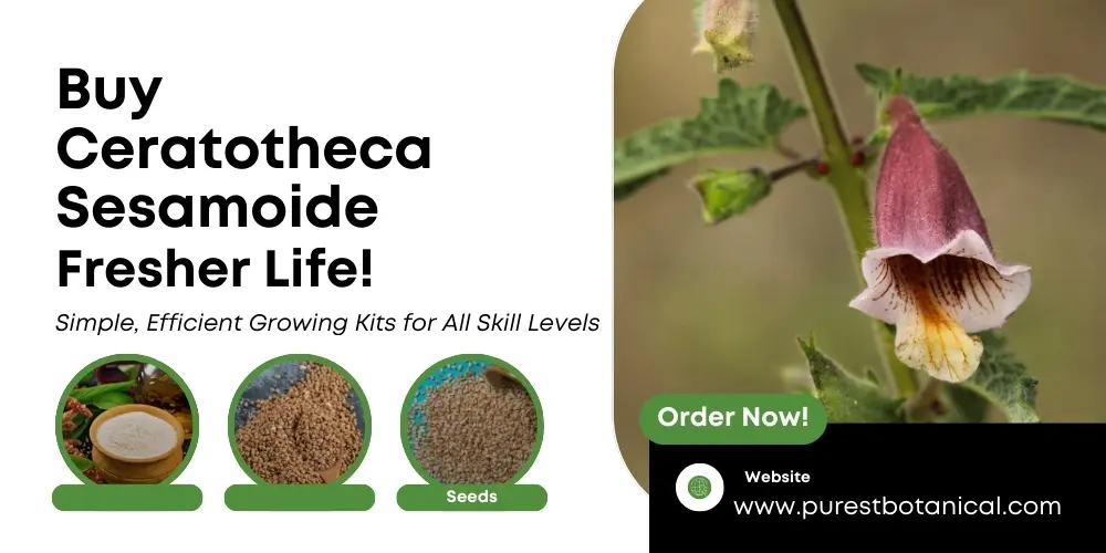 Plant Features, Uses, and Nutritional Importance of Ceratotheca Sesamoide