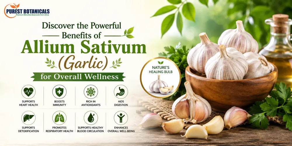 Discover the Powerful Benefits of Allium Sativum (Garlic) for Overall Wellness