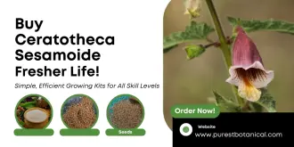 Plant Features, Uses, and Nutritional Importance of Ceratotheca Sesamoide